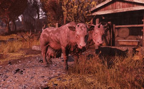 fallout 4 how to assign brahmin.